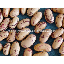 Light speckled beans (Long shape)